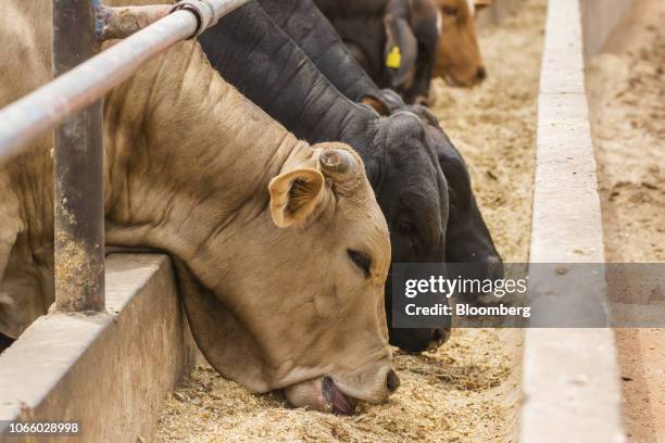 Cattle feed from a trough in their pen at the Karan Beef Ltd. Feedlot in Heidelberg, outside Johannesburg, South Africa, on Friday, Nov. 23, 2018....