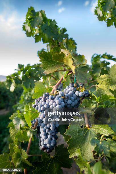 grape vine, wine vineyard, grand valley, western colorado - grapes on vine stockfoto's en -beelden