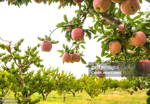 fruit orchard, growing apples, grand valley, western colorado - albero da frutto foto e immagini stock