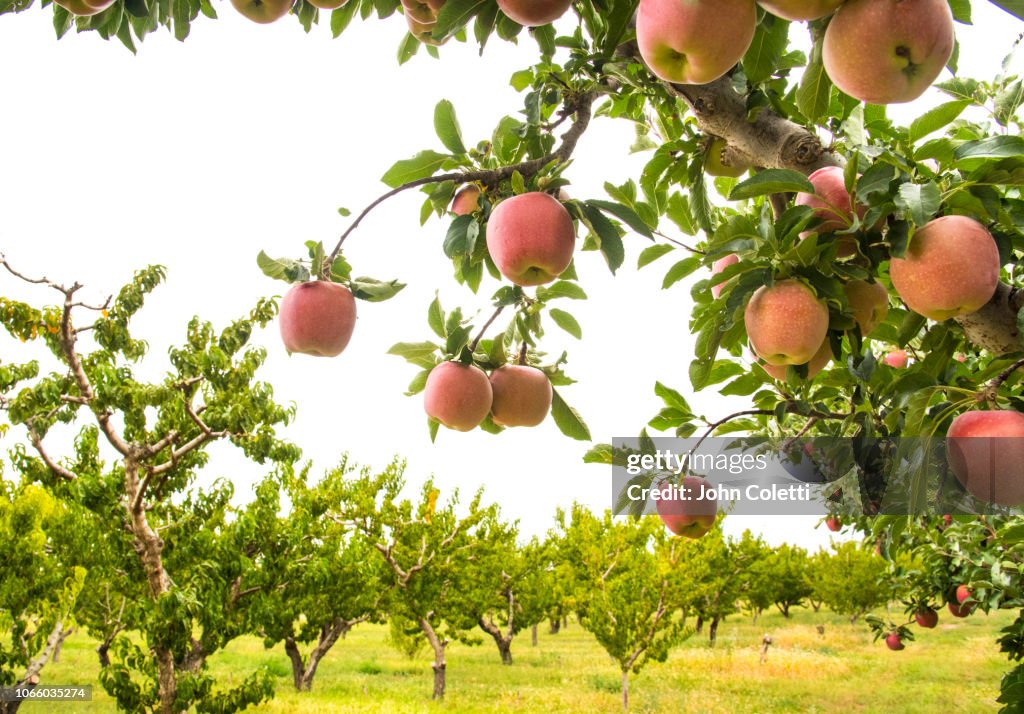 Fruit Orchard, Growing Apples, Grand Valley, Western Colorado
