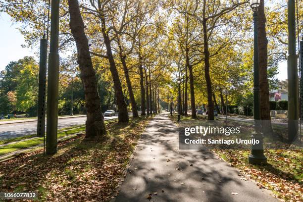 cycling lane in boulevard de souverain - bomenrij stockfoto's en -beelden