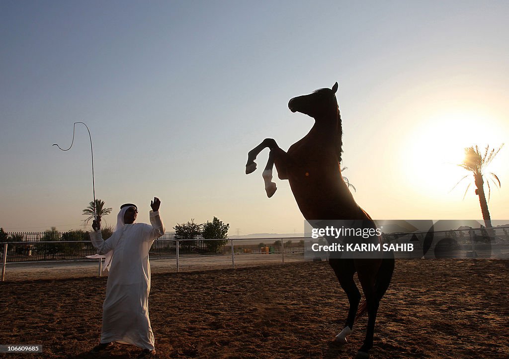 Emirati horse trainer Ali al-Ameri works with one of his horses at ...