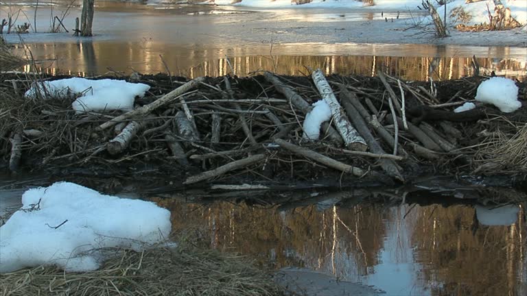 98 Beaver Home Stock Videos, Footage, & 4K Video Clips - Getty Images