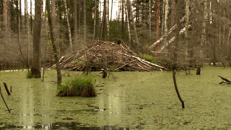 91 Beaver Home Stock Videos, Footage, & 4K Video Clips - Getty Images