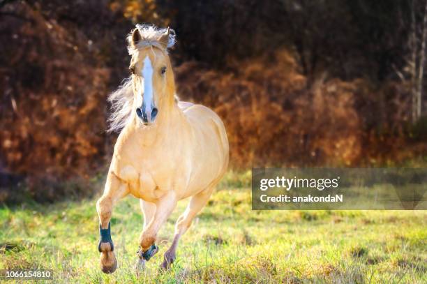 running palomino welsh pony with long mane posing at freedom - welshe cultuur stockfoto's en -beelden