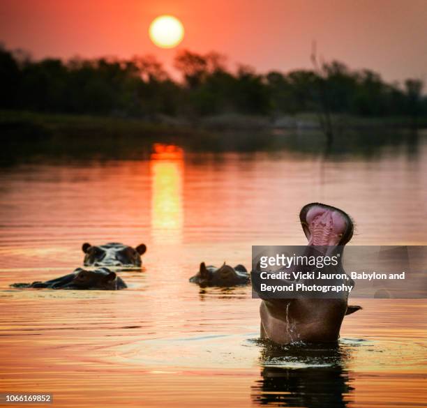 close up of hippopotamus mouth against sunset on lake kariba, zimbabwe - zimbabwe stock pictures, royalty-free photos & images