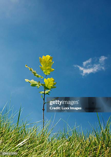 small plant on horizon against blue sky - jong boompje stockfoto's en -beelden