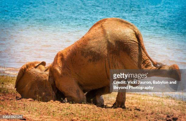 funny scene as elephant plants face in mud at lake kariba, zimbabwe - animals in the wild foto e immagini stock