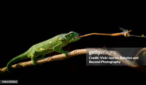 chameleon catching a dragonfly at matusadona, zimbabwe - chameleon tongue foto e immagini stock