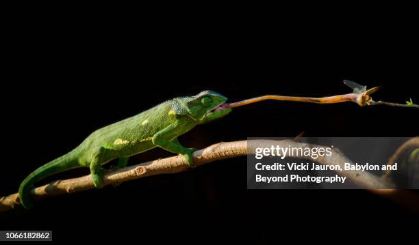 chameleon catching a dragonfly at matusadona, zimbabwe - kameleon stockfoto's en -beelden
