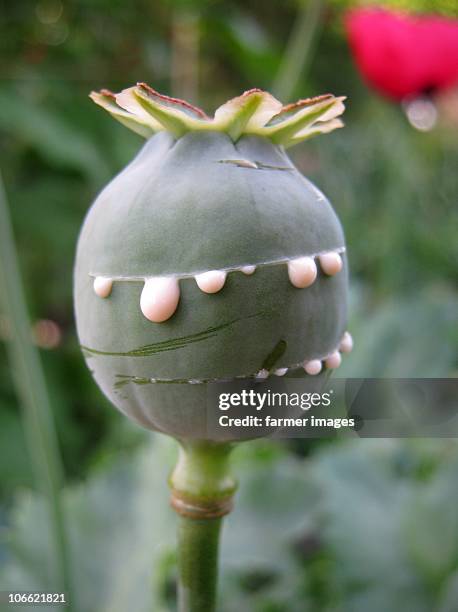 opium poppy (papaver somniferum) - opium poppy 個照片及圖片檔