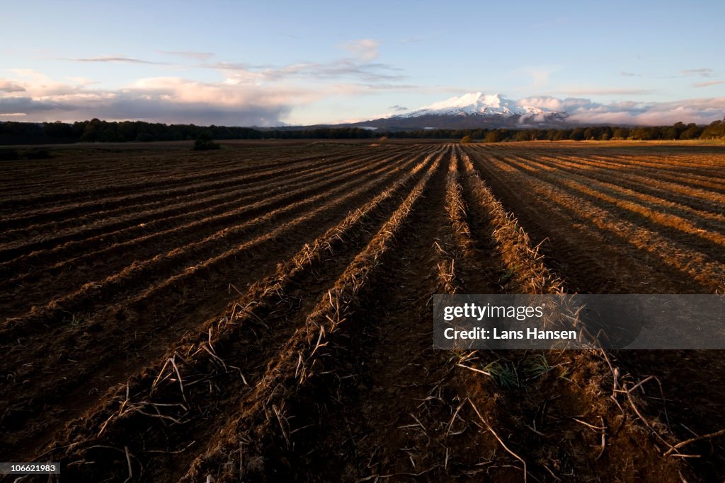 Ruapehu and fields