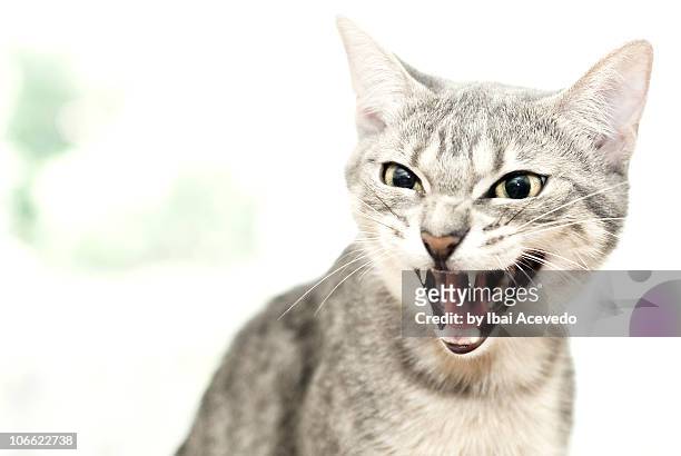 la curiosidad - angry cat stock pictures, royalty-free photos & images