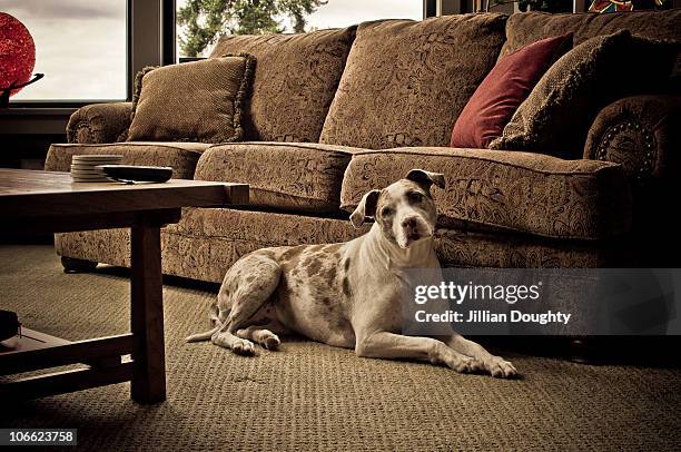 catahoula leopard dog - jillian stock pictures, royalty-free photos & images