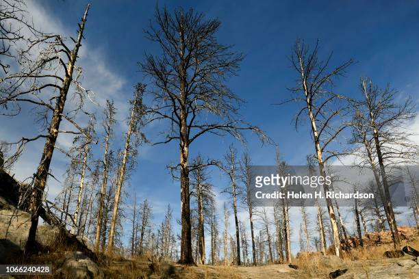 Burned and downed trees litter forest service land from the Cold Springs fire that burned over 2 years ago on November 28, 2018 in Nederland,...
