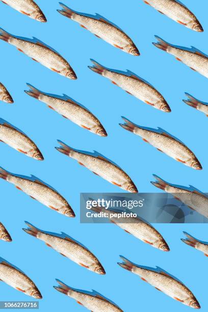 raw fish - fish pattern stock pictures, royalty-free photos & images