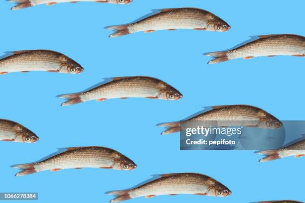 Fresh Fish Pattern 957 Fresh Fish Pattern Stock Photos, High-Res Pictures, and Images ...