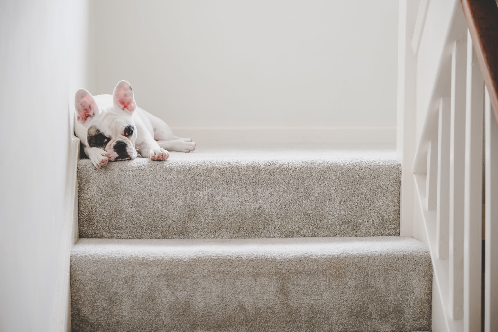home interior carpet