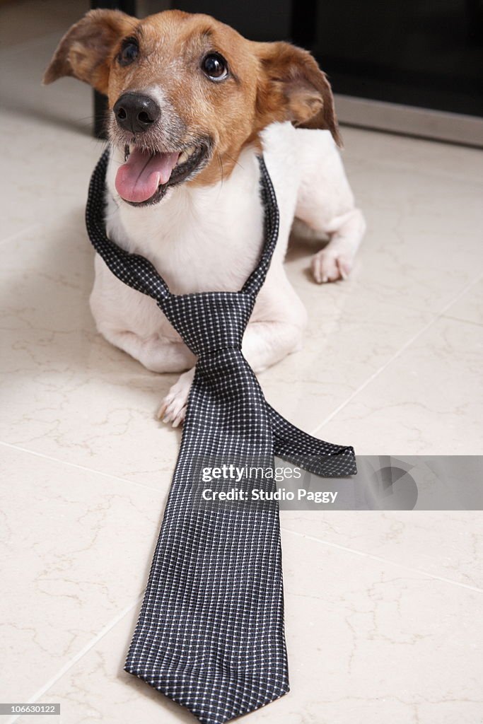 Close-up of a dog putting on a tie