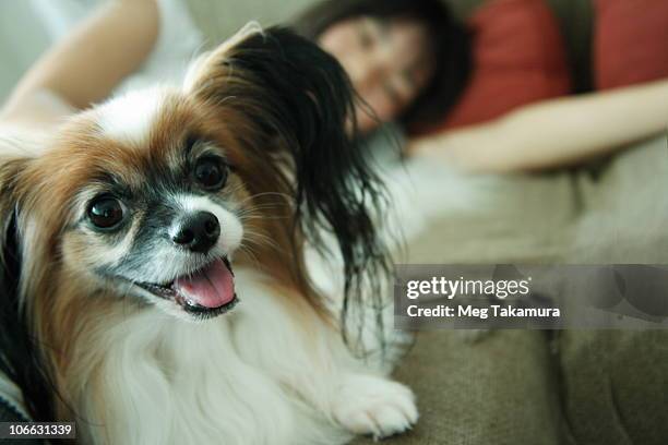 dog with a young woman in a living room - papillon dog fotografías e imágenes de stock