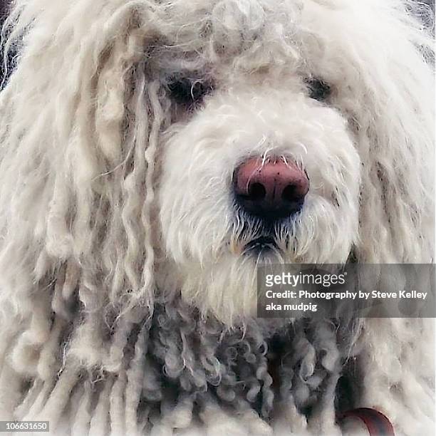 the thinker - komondor stock pictures, royalty-free photos & images
