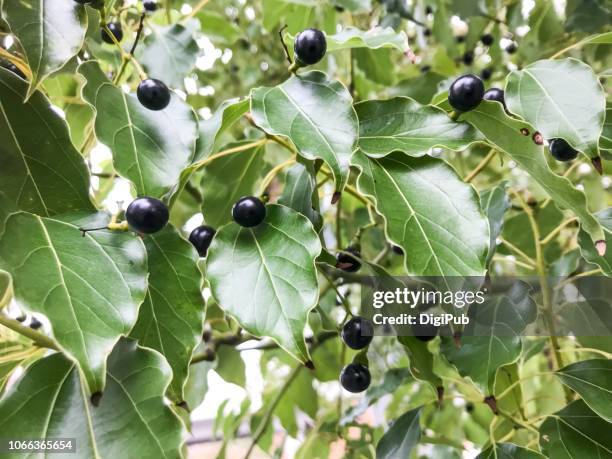 camphor tree fuits in autumn - camphor tree stock pictures, royalty-free photos & images