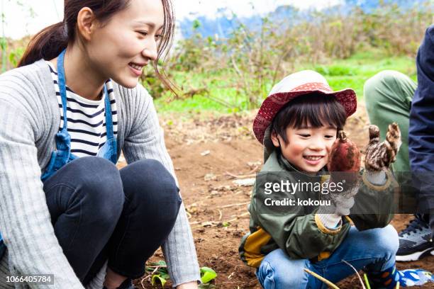 Children are digging vegetables with parents