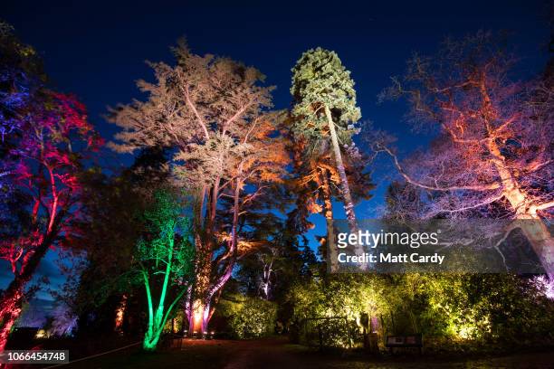Trees are illuminated at a preview for this year's Enchanted Christmas at the Forestry Commission's Westonbirt Arboretum near Tetbury, on November...