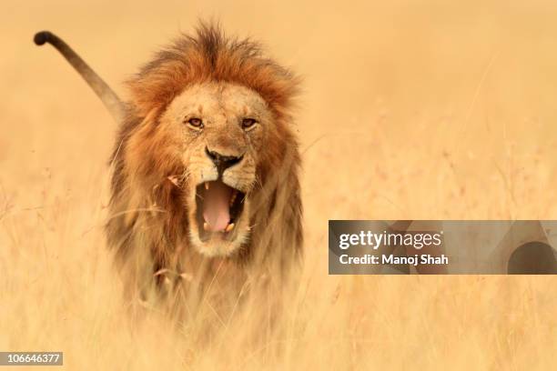 the savannah king - lion expression stock pictures, royalty-free photos & images