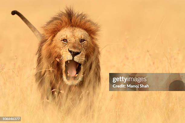 the savannah king - lion imagens e fotografias de stock