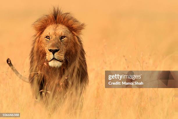 the savannah king - majestic lion stock pictures, royalty-free photos & images