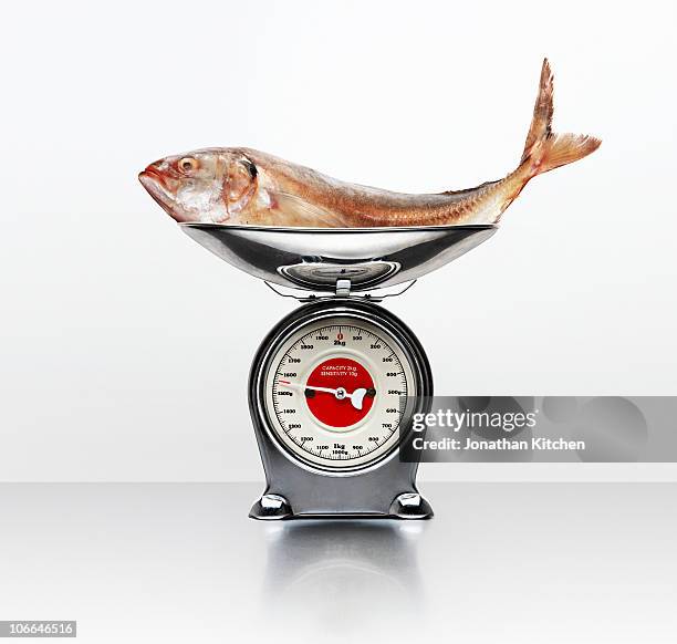 a sea bass on a weighing scale - scales imagens e fotografias de stock