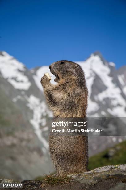 murmeltier steht und frißt obst im nationalpark hohe tauern - hohe tauern national park stockfoto's en -beelden