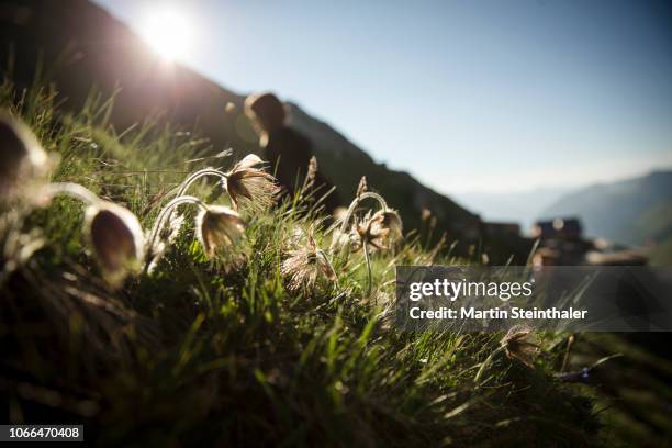 gewöhnliche kuhschelle - alpenpflanze auf almwiese - hohe tauern national park stockfoto's en -beelden