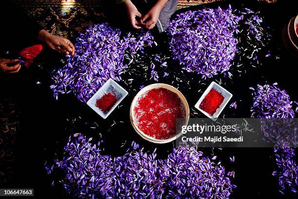 Woman holds a stigma of Crocus To separate Sativus, the saffron crocus, during the saffron harvest near the village of Goriyan in Herat, Afghanistan...