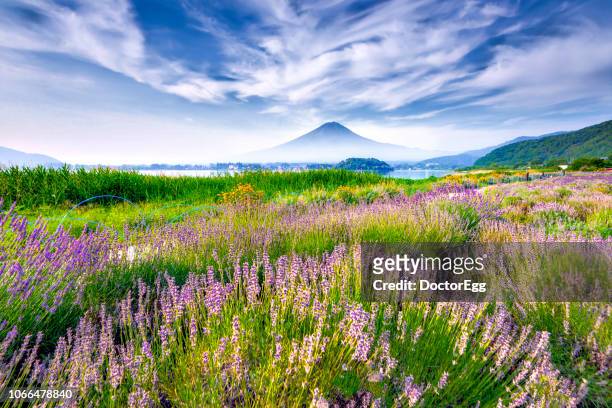 fuji mountain and lavender field at oishi park in summer, kawaguchiko lake, japan - koshin'etsu region photos et images de collection