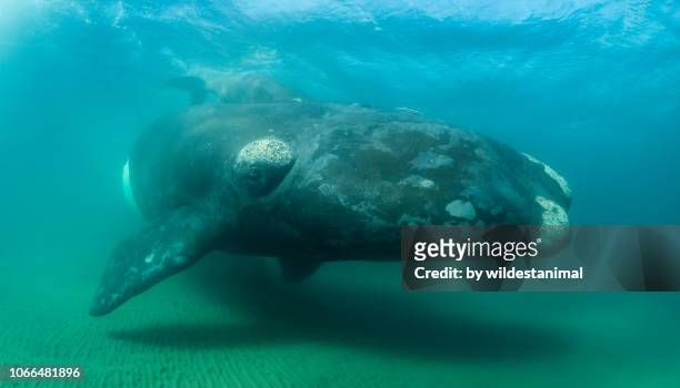 southern right whale and her calf in the shallow protected waters of the nuevo gulf during the calving and mating season for these whales, valdes peninsula, argentina. - southern right whale stock pictures, royalty-free photos & images