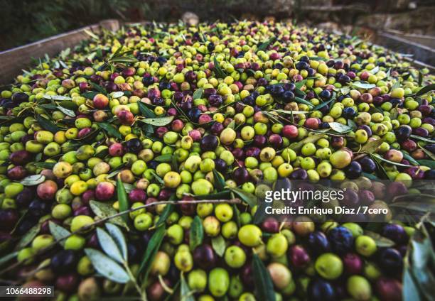fresh arbequina olives in pallet bin - lerida stock pictures, royalty-free photos & images