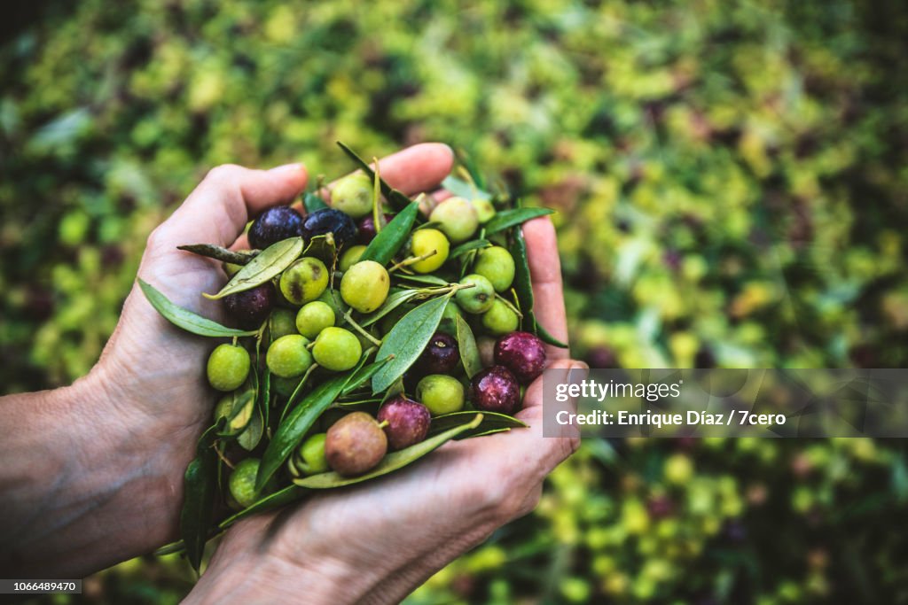 A Handful of Arbequina Olives, freshly harvested