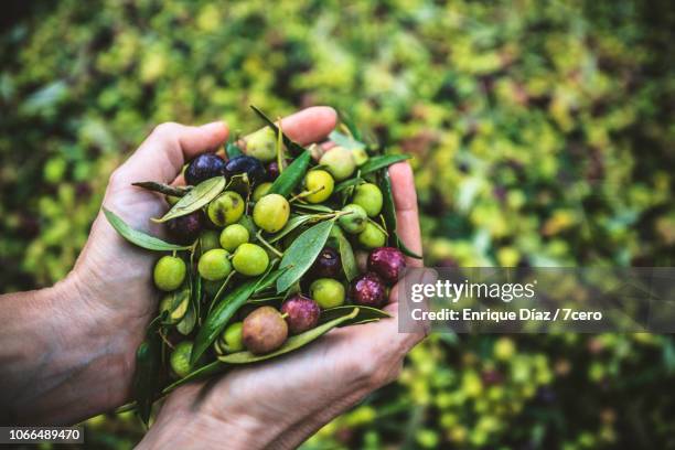 a handful of arbequina olives, freshly harvested - olive fruit 個照片及圖片檔
