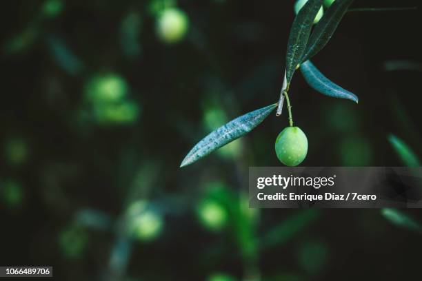 a single arbequina olive hangs on the tree - 橄欖 水果 個照片及圖片檔