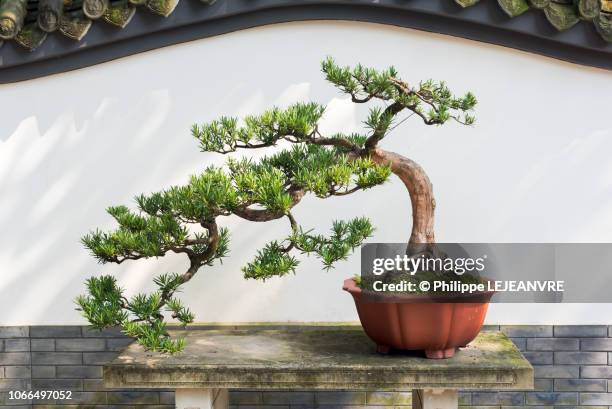 bonsai pine tree in a pot against white wall - bonsai fotografías e imágenes de stock