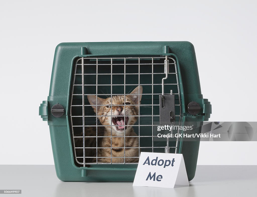 Bengal Cat in Cat Carrier with Adopt Me Sign