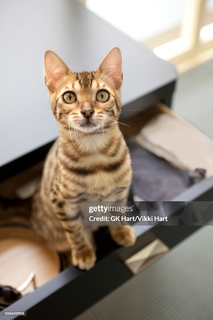 Bengal Cat sitting in dresser drawer