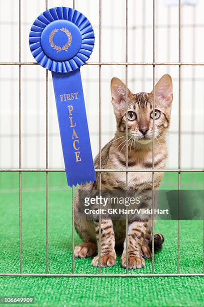 bengal cat in cage with first place ribbon - cat show photos stockfoto's en -beelden