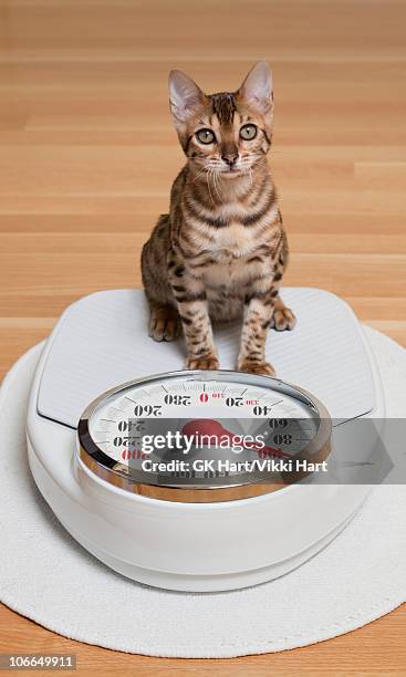 519 Cat Scales Stock Photos, High-Res Pictures, and Images - Getty Images