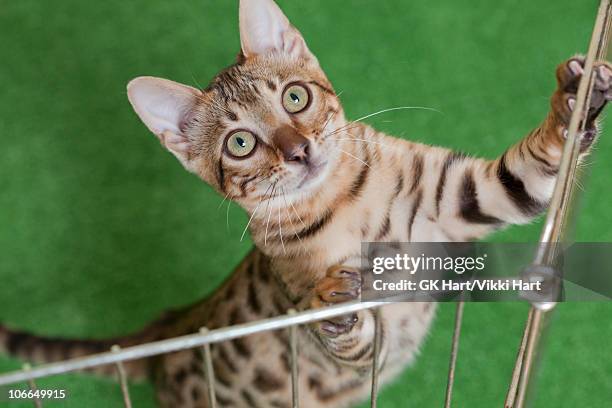 bengal cat in cage - gato bengala fotografías e imágenes de stock