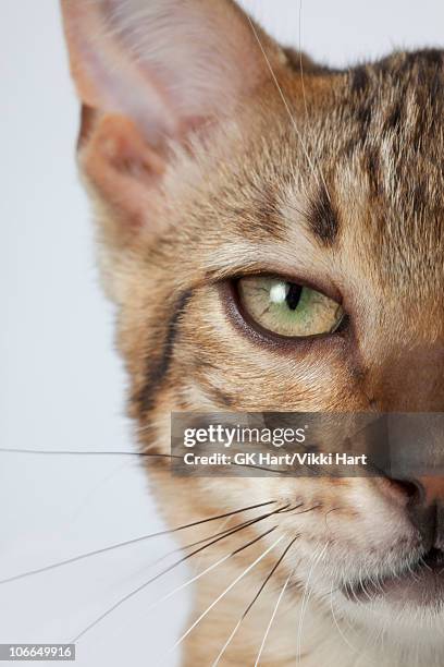 close-up of bengal cat's face - ongeduldig stockfoto's en -beelden