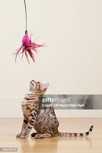bengal cat looking at feather toy - cats playing stockfoto's en -beelden