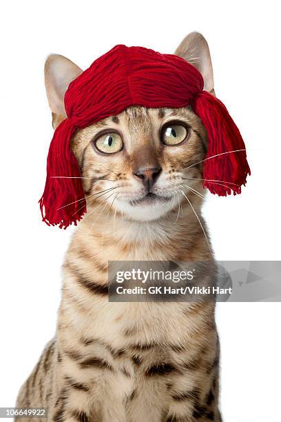 bengal cat wearing red yarn wig - yarn art stock-fotos und bilder